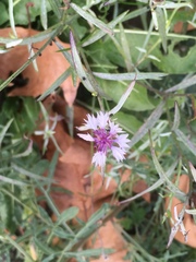Centaurea