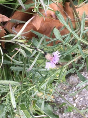 Centaurea
