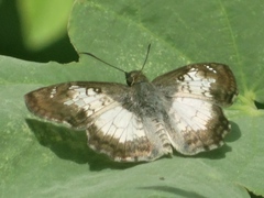 Antigonus emorsa