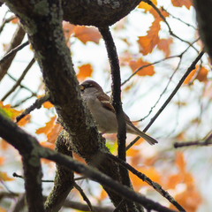 Passer domesticus