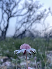 Actinotus forsythii