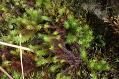 Dendroligotrichum tongariroense