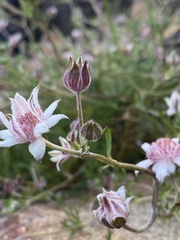 Actinotus forsythii