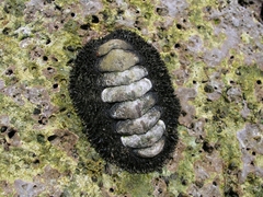 Acanthopleurinae
