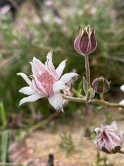 Actinotus forsythii