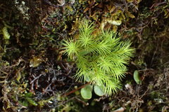 Dendroligotrichum tongariroense