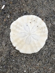 Echinarachnius parma