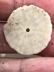 Echinarachnius parma