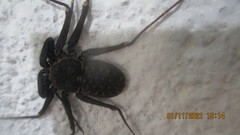 Phrynus operculatus