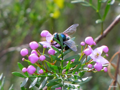Xylocopa aerata