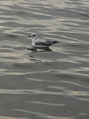 Larus delawarensis