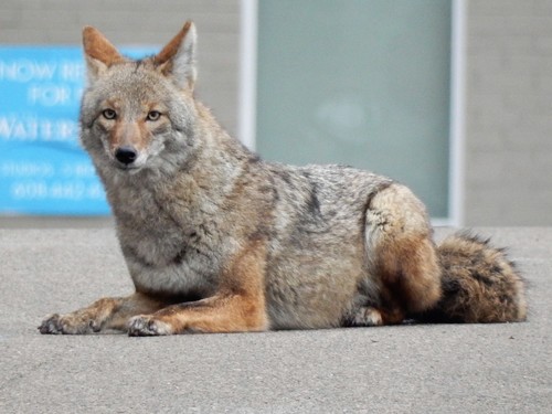 Coyote photographed in Wisconsin