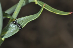 Camponotus distinguendus