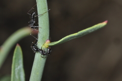 Camponotus distinguendus