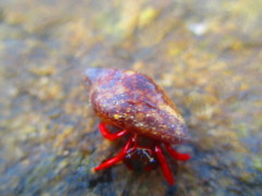 Calcinus californiensis