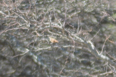 Tarphonomus certhioides