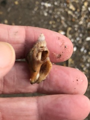 Urosalpinx cinerea image