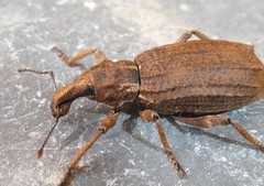 Anagotus