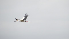 Ciconia maguari