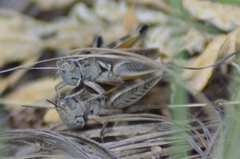 Dichroplus pratensis