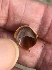 Crepidula convexa