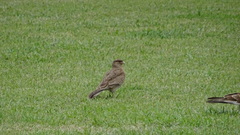 Daptrius chimango