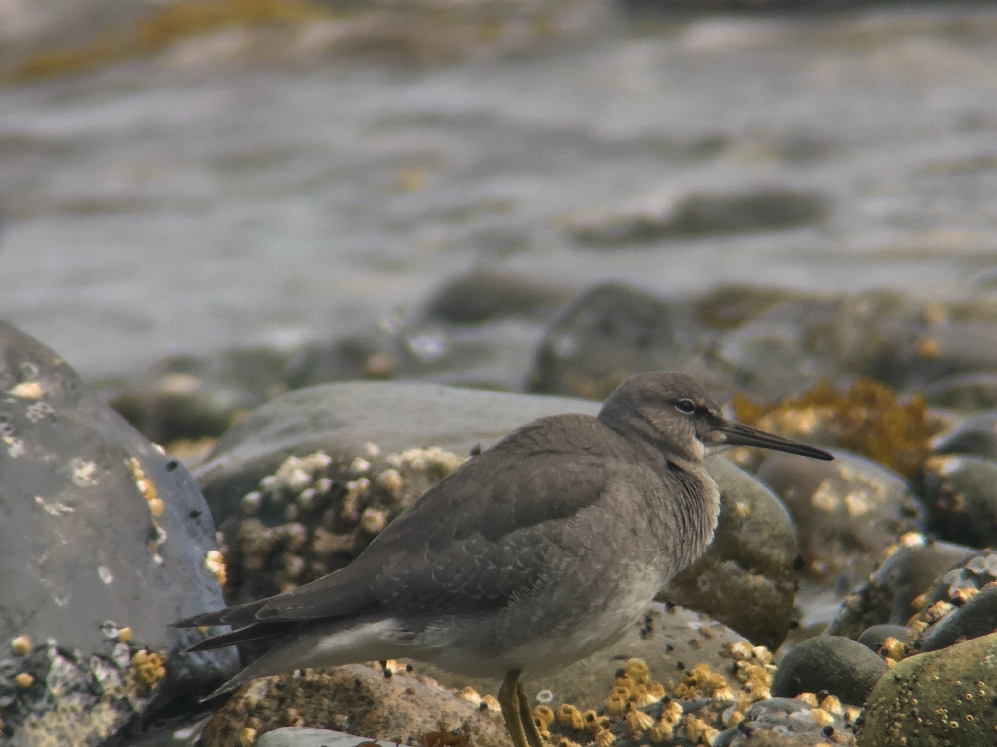 Wandering Tattler