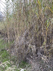 Angiospermae
