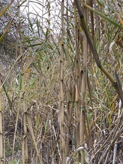 Angiospermae