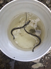 Nerodia sipedon