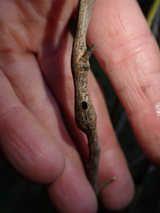 Gnorimoschema baccharisella