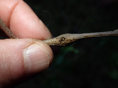 Gnorimoschema baccharisella