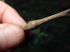 Gnorimoschema baccharisella