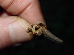 Gnorimoschema baccharisella