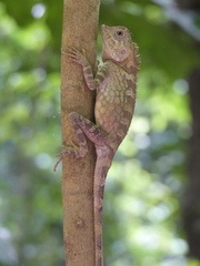 Gonocephalus bornensis