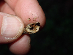 Gnorimoschema baccharisella