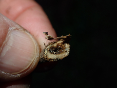 Gnorimoschema baccharisella