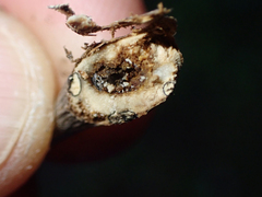 Gnorimoschema baccharisella