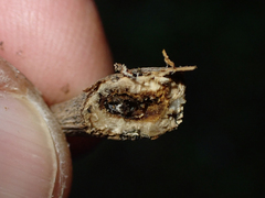 Gnorimoschema baccharisella