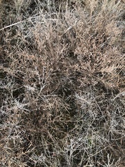 Cycloloma atriplicifolium