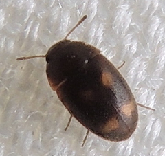 Litargus tetraspilotus