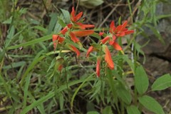 Castilleja patriotica