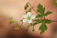 Geranium wislizeni