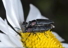 Romanophora verecunda