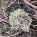 Dixie Reindeer Lichen - Photo (c) Susan J. Hewitt, some rights reserved (CC BY-NC), uploaded by Susan J. Hewitt