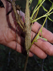 Gnorimoschema baccharisella