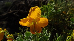Senna arnottiana