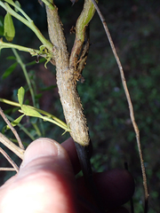 Gnorimoschema baccharisella