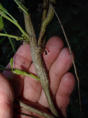 Gnorimoschema baccharisella