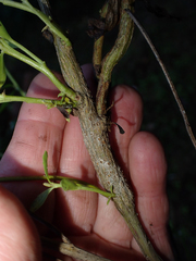 Gnorimoschema baccharisella